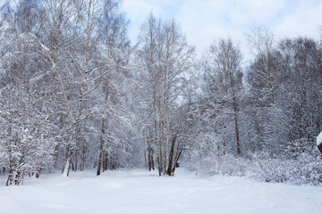 winter landscape