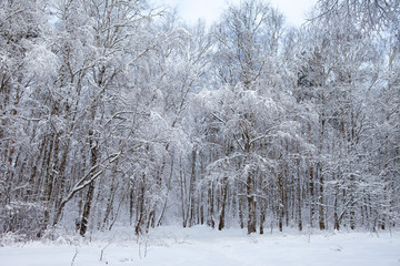 winter forest in snow

