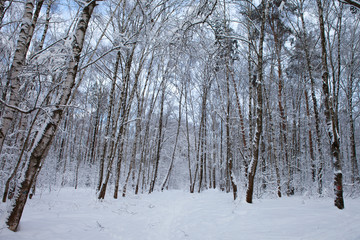 winter forest in snow

