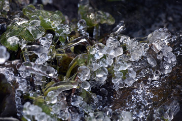 Abstract ice crystals on frozen plants