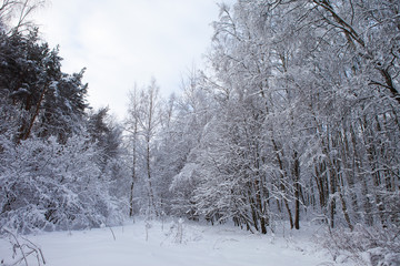 winter forest in snow

