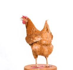 Crédence de cuisine en verre imprimé Poulet rear view of brown chicken standing on wood path  isolate white