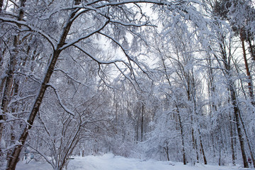 winter forest in snow

