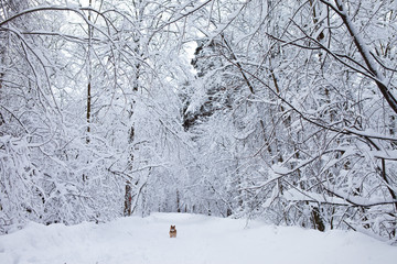 winter forest in snow


