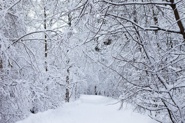 winter forest in snow

