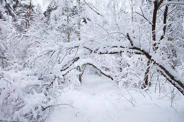 winter forest in snow

