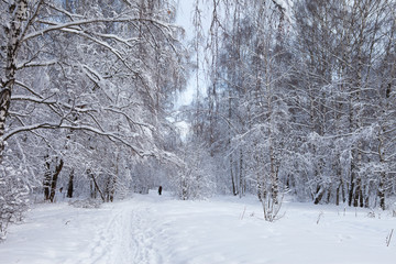 winter forest in snow

