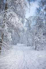 winter forest in snow

