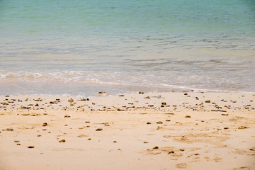Dead Corals and Shells on the beach.