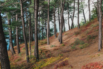 Autumn pine forest