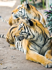 tiger lay on the ground