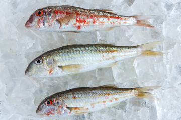 raw fish on ice goatfish surmillet