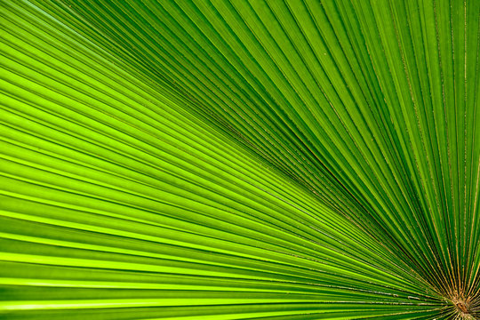 Texture of Palm Leaf.