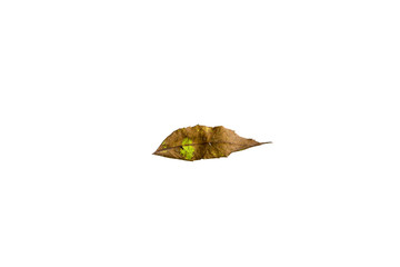 Fototapeta premium Autumn Leaf