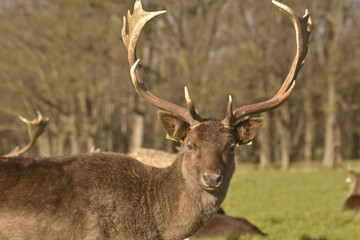 Portrait of an adult male Fallow deer.