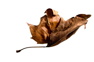 Fototapeta premium Autumn Leaf