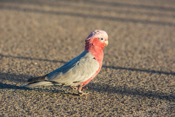 Pink and Grey Cockatoo/Western Australia Wildlife. australia red and white parrot cacatua in the way near West coast. © gunnerl