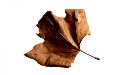 Fototapeta premium Autumn Leaf