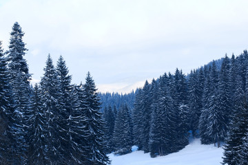 Mountain winter forest