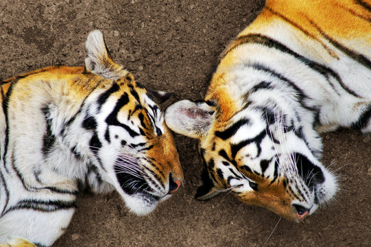 Bengal tigers sleeping ,  heads close up  in aerial photography