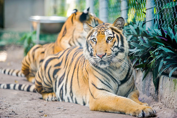 two tigers lay on the ground