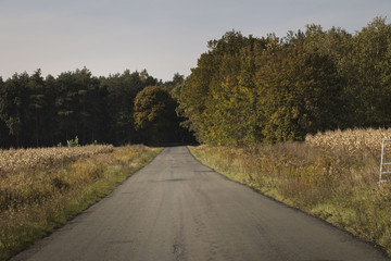 Fototapeta premium Autumn theme.