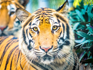 Obraz premium tiger in the nature