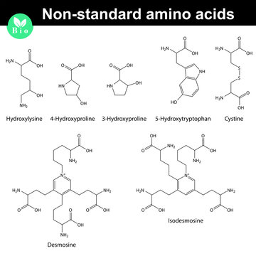 Non-standard amino acids molecular structures