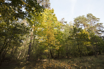 Fototapeta premium Autumn theme.