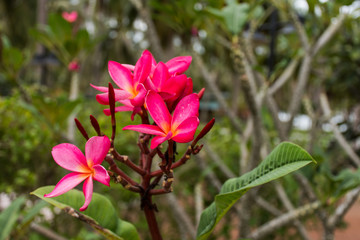 Fototapeta premium flower