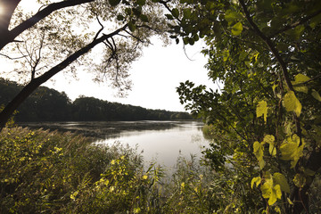 Delicious, tasty and fresh, rustic Italian pizza, served on wooden table. Bunch of tomatoes, chili, basil, garlic in background. Bowls with different kinds of pepper. Many bottles of olive oil