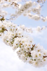 Kirschblütenäste 1