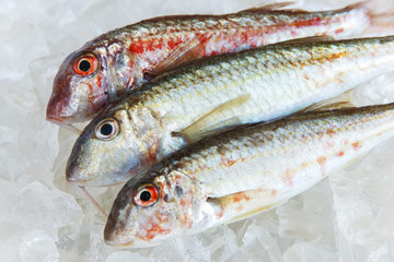 raw fish on ice goatfish surmillet