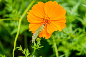 Beautiful Gulf Fritillary butterfly posed on a yellow flower fee
