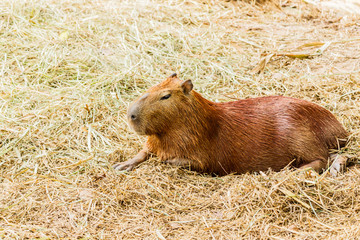 Capybara (hydrochoerus hydrochaeris)