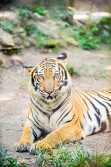 tiger lay on the ground