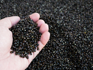 Black gram or Back Mung bean in hand.