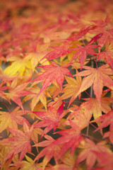 紅葉