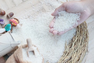 Jasmine rice and rice grains for the harvest.