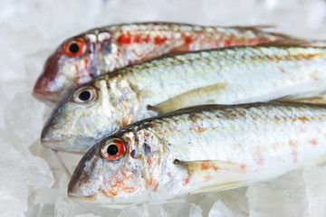 raw fish on ice goatfish surmillet