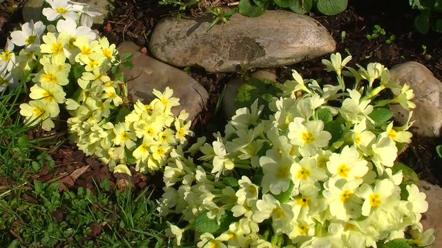 Die Schl&uuml;sselblumen bl&uuml;hen - der Fr&uuml;hling ist da