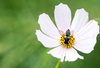 bee on a flower