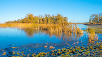 Shore of a frozen lake in sunlight in autumn