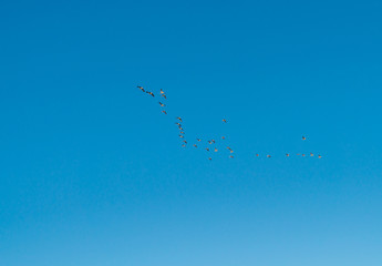 Birds flying in sunlight in a blue sky 