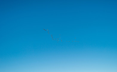 Birds flying in sunlight in a blue sky 