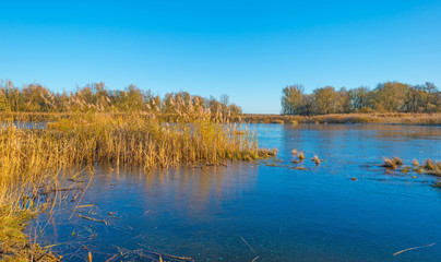 Shore of a frozen lake in sunlight in autumn