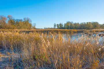 Shore of a frozen lake in sunlight in autumn