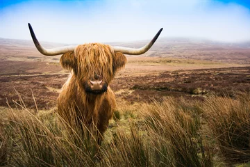 Foto auf Acrylglas Blau Schottische Highland Cow Kuh im Feld in die Kamera schaut, Highlan
