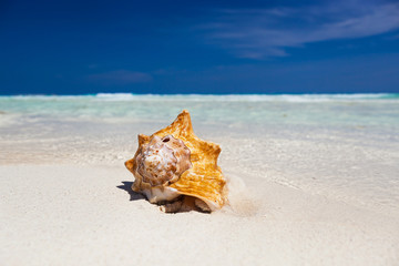 Obraz na płótnie Canvas Sea shell on beach, close up