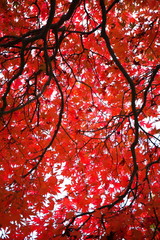 モミジのじゅうたん